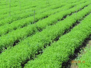 A field of sweetness